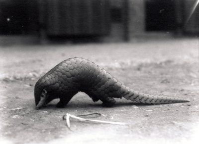 Chinese Pangolin by Frederick William Bond
